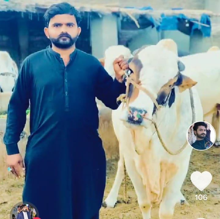Rustam's cattle farm