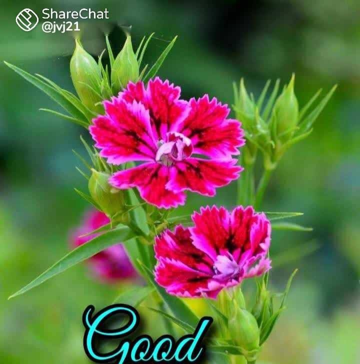 Sadeya
