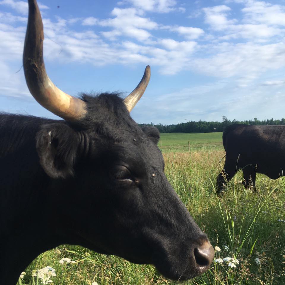 Two Rivers Farm | Flat River PE