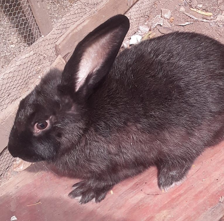 CK Rabbits And More