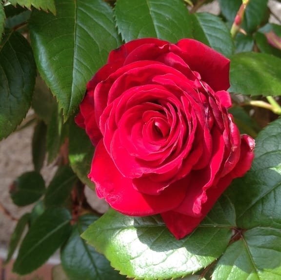 Una Rosa è sempre una Rosa | Torre di Ruggiero