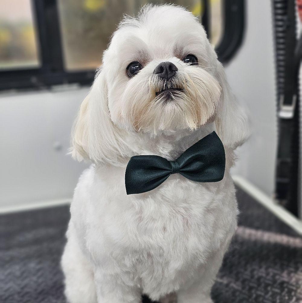 Dapper Dog Mobile Grooming