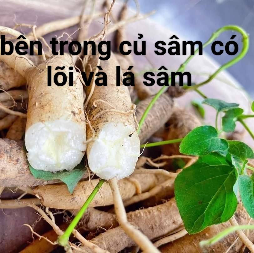 Sâm dây Ngọc Linh Kon Tum giá cửa rừng2