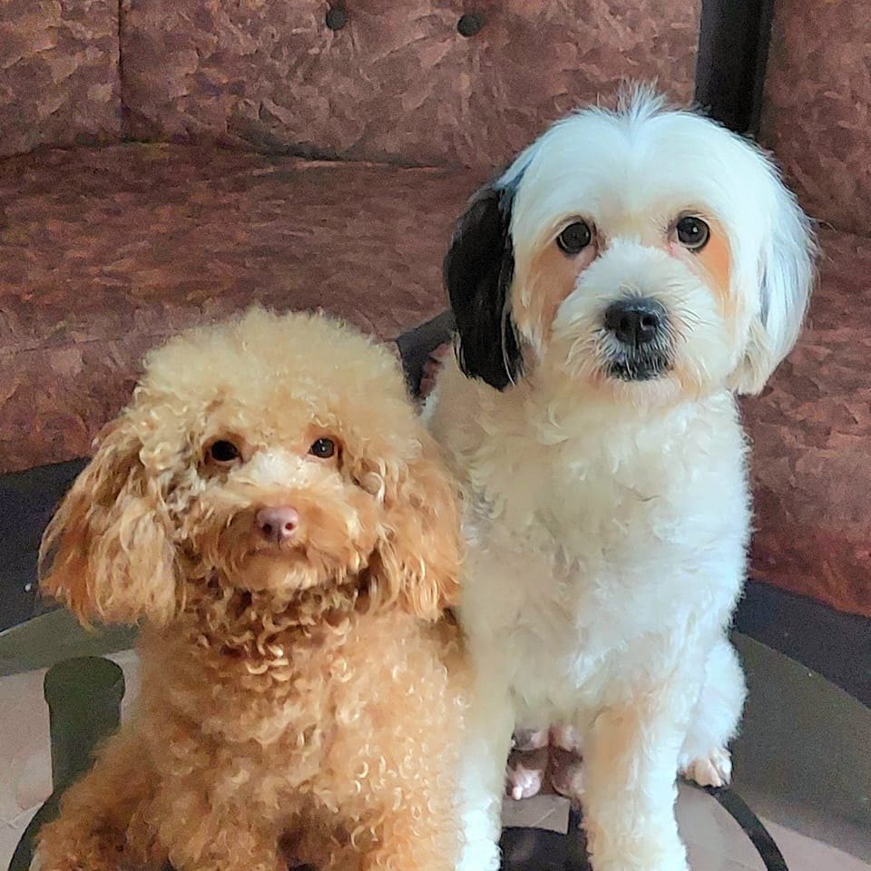 Lala the Maltipoo & Cobby the Toy Poodle