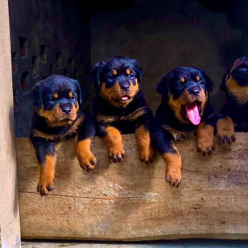 Charlie Rottweilers | Santiago de Cuba