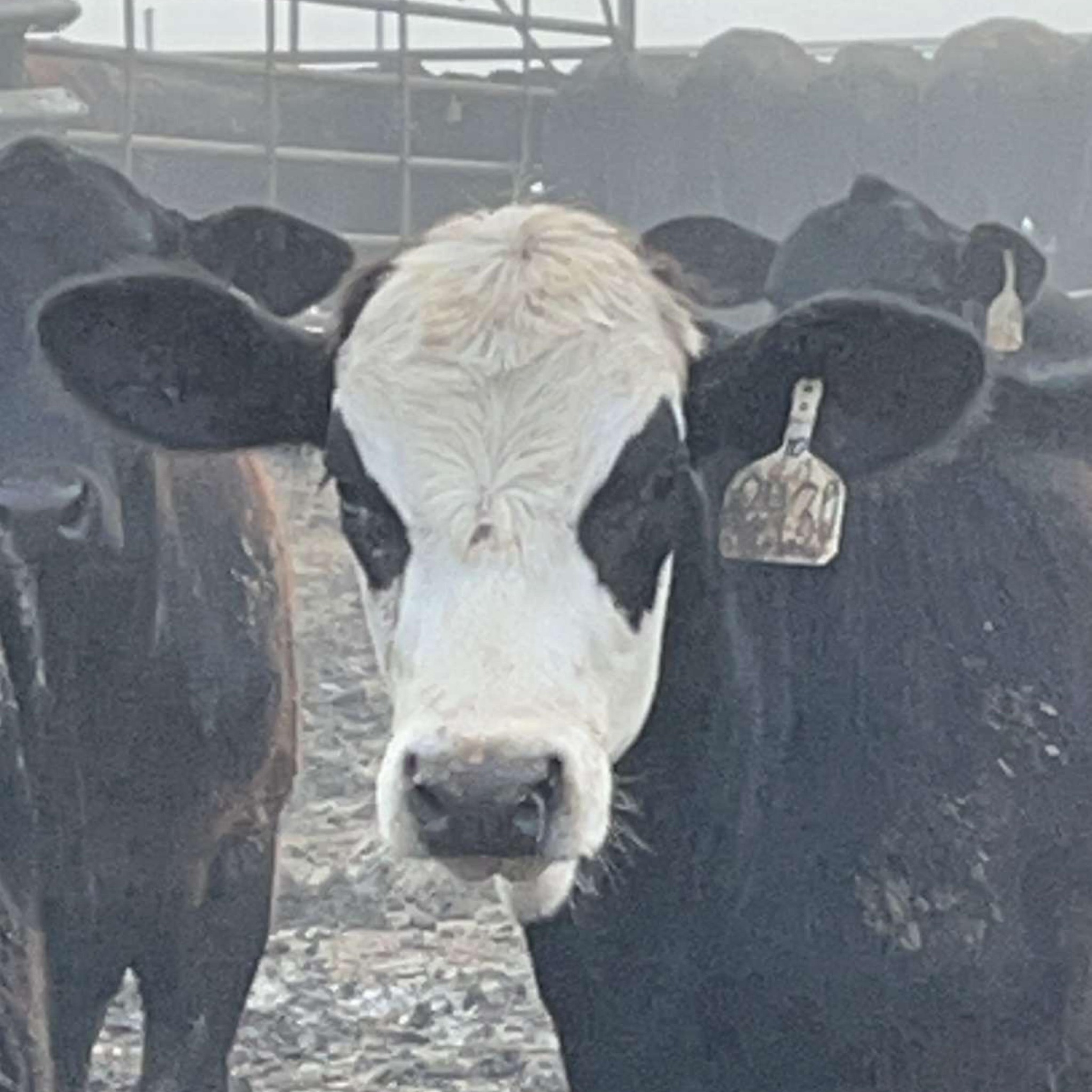 Longhorn Cattle Forum Discussion | Anyone have experience breeding ...