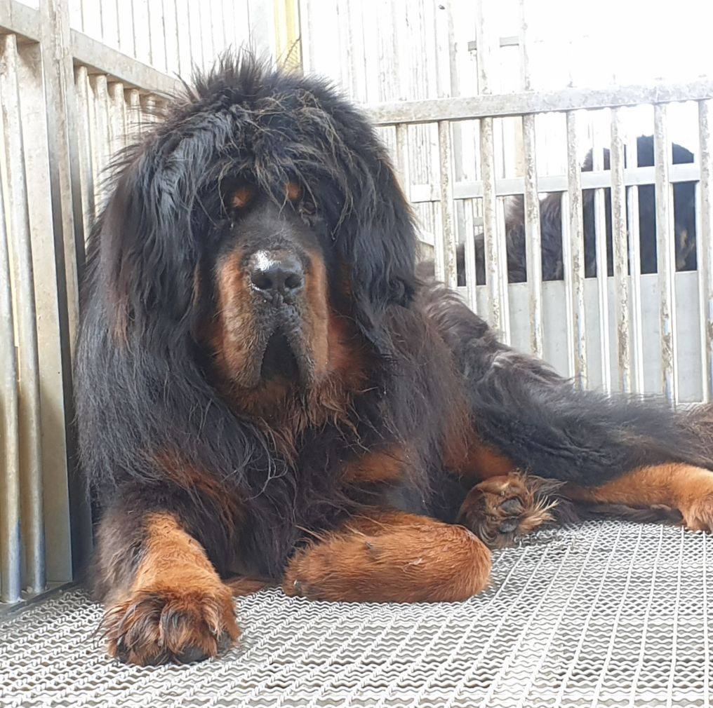 西藏獒犬／信宏獒園 | Changhua