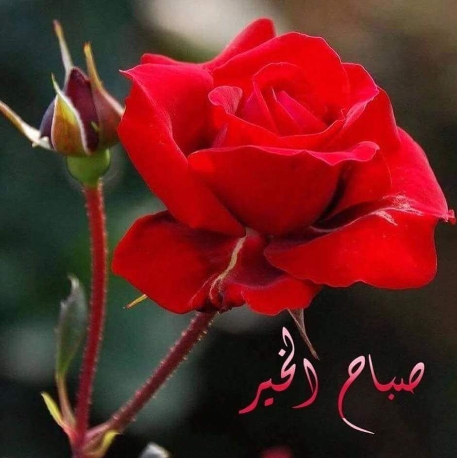Muhammad Reyaz