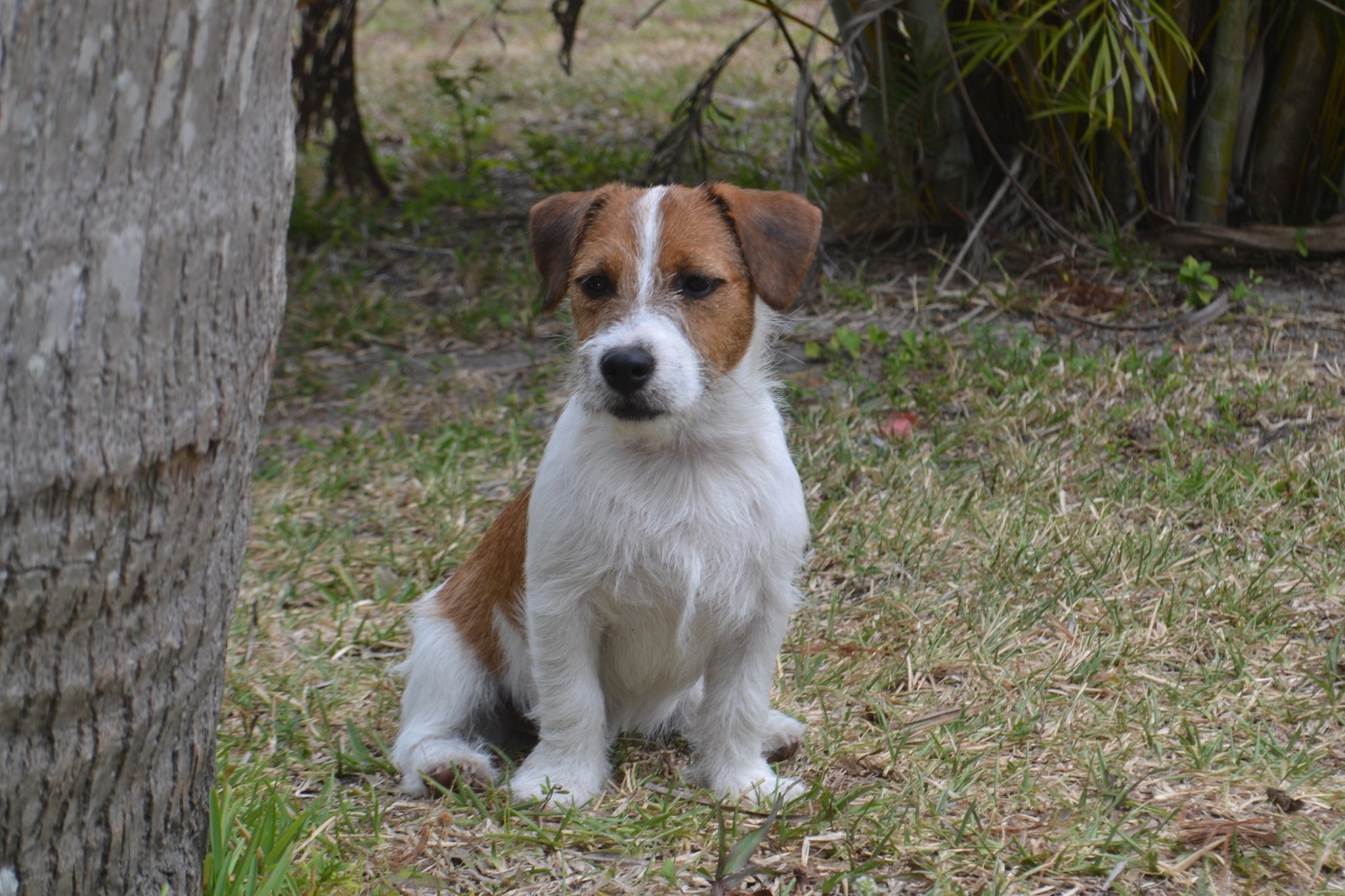Pine Island Shortie Jack Russell Terriers SW FL