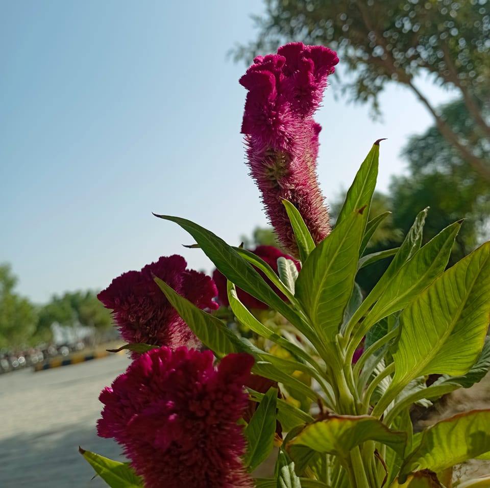 Rana Kashif Rafeeq