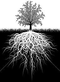 Boulder Roots