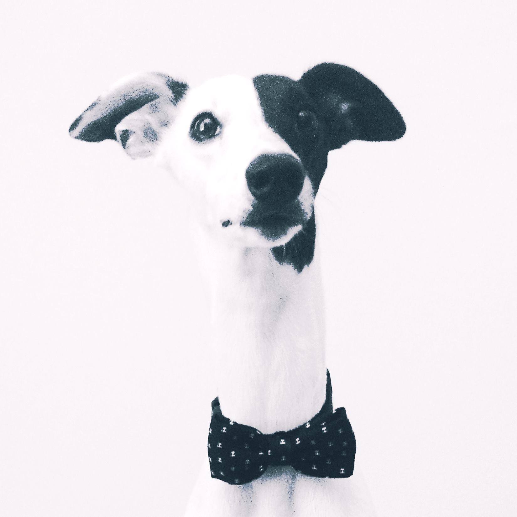 Profile for Oreo Whippet