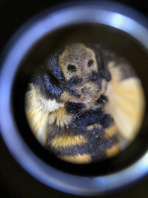 NHM UK Biodiversity | Thank you everyone | Facebook