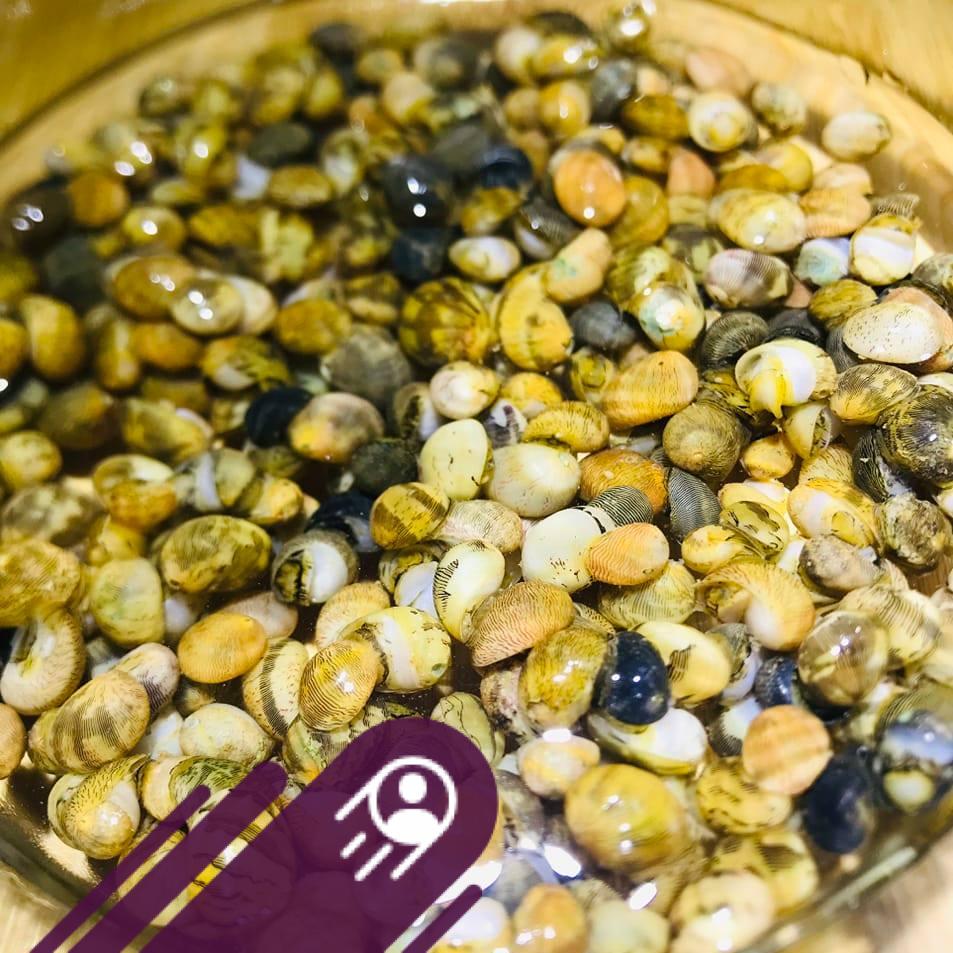 Ốc Nerita