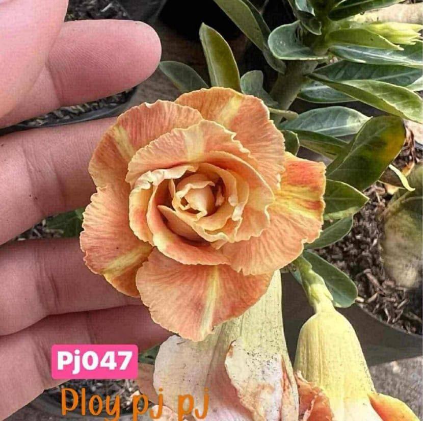 Adenium buy and sell ️ | #sale post | Facebook