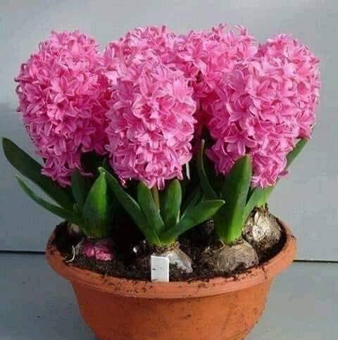 A Table She Would Never Forget | Wonderful Plants