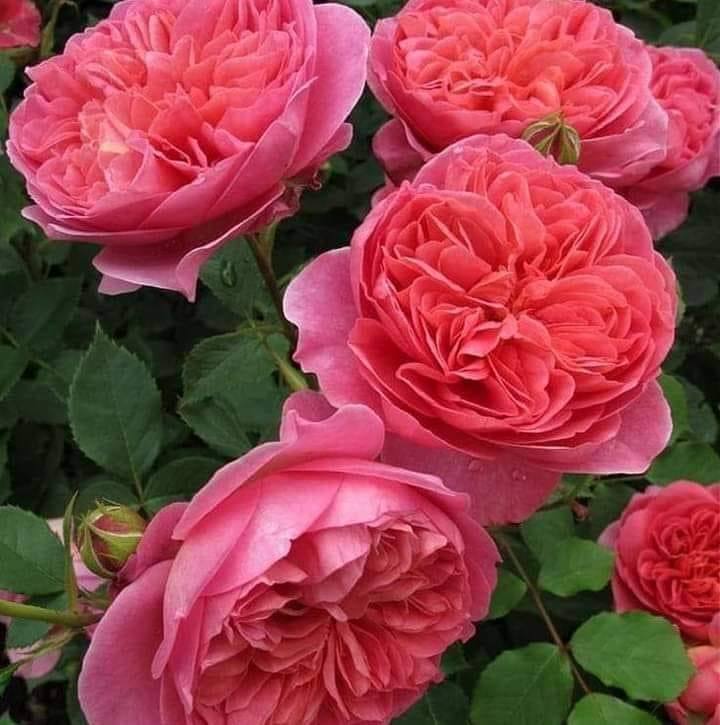 خه مبار خه مبار