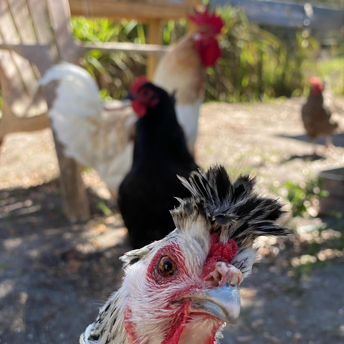 Saorsa Ranch