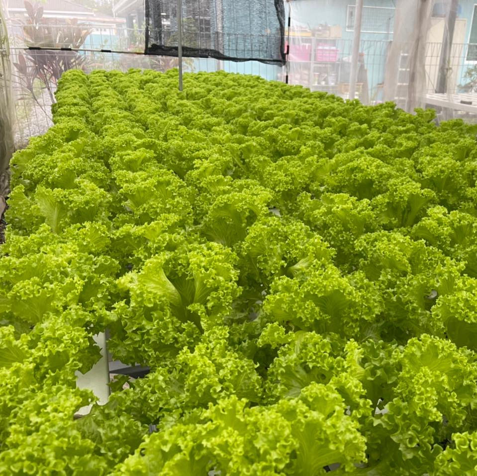 HD Veggies | Kuching