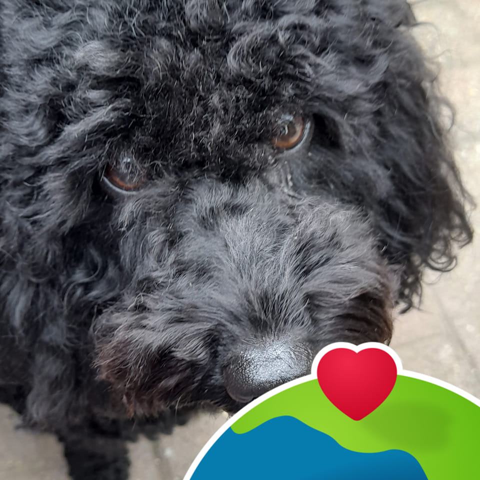 cockapoo Hardy, | Facebook
