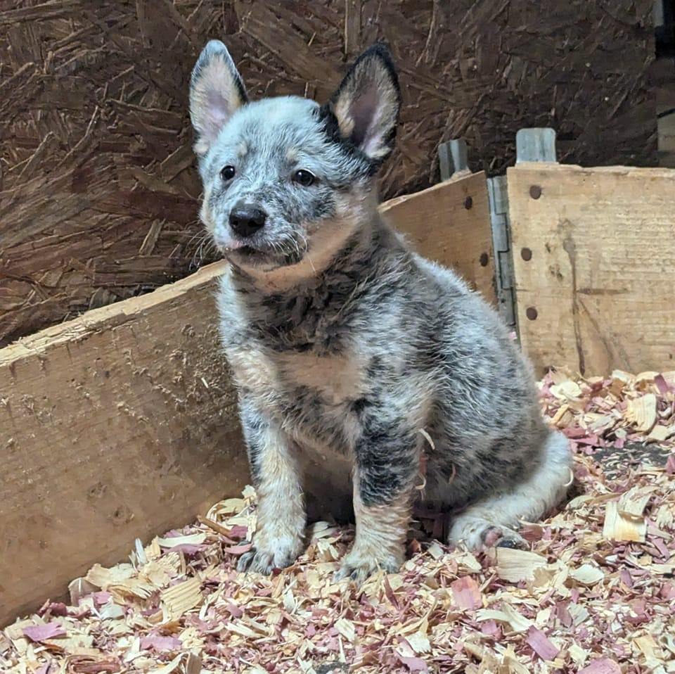 Kerr's Purebred Blue Heelers of GA