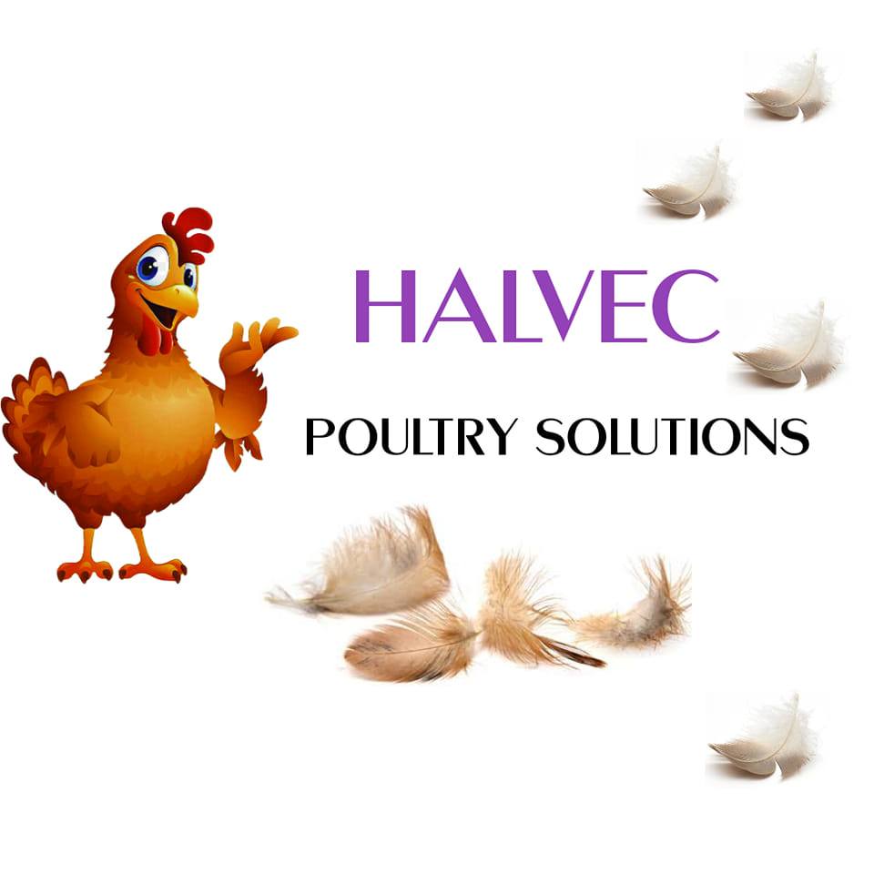 Chicken Abattoir Processing +27718318078 | Johannesburg Central