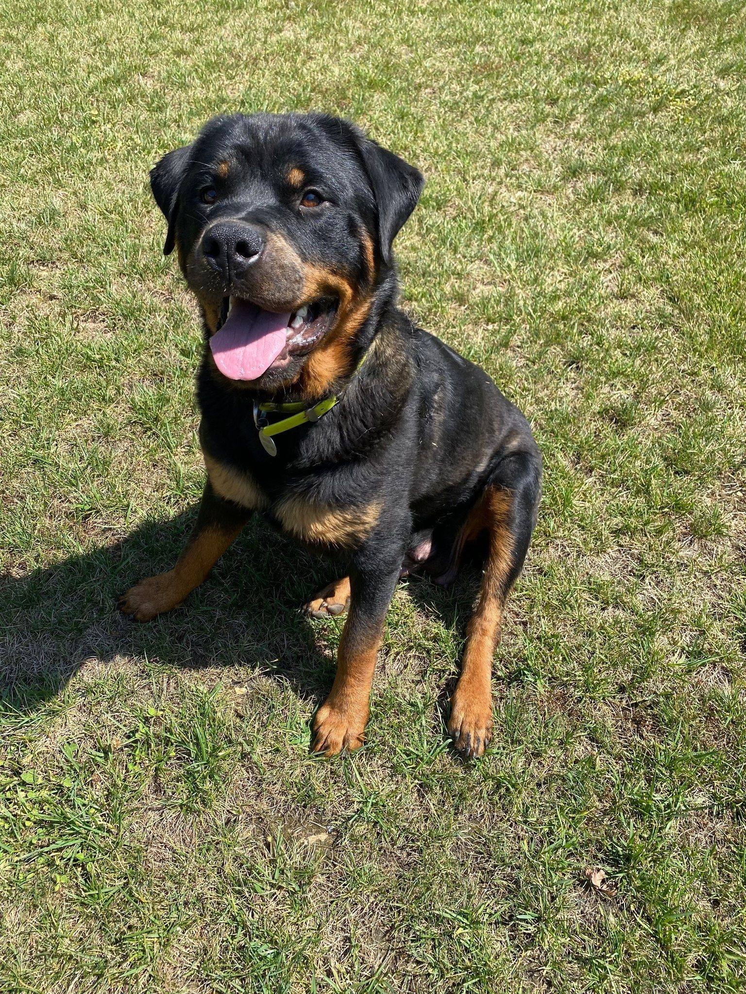 Wooded Acres Rottweilers | Myerstown PA