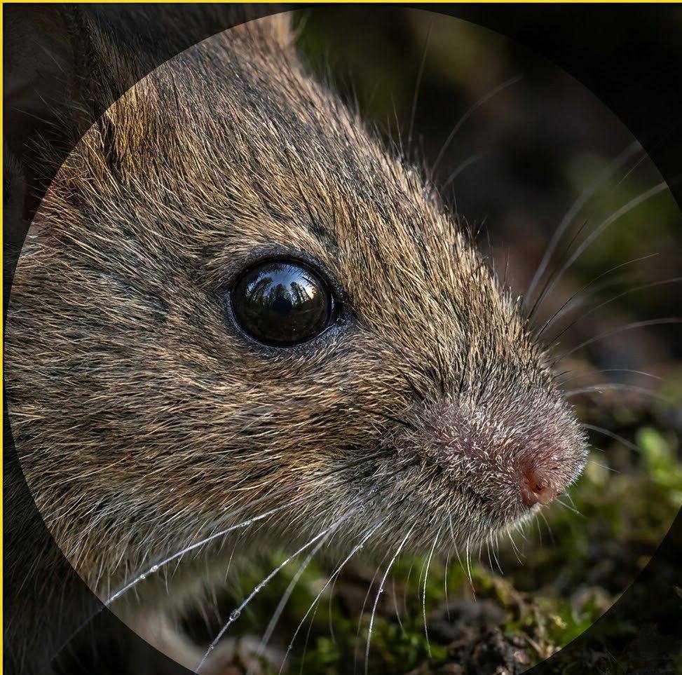 The only mammal that borrows lethal plant toxins—chewing poisonous bark ...