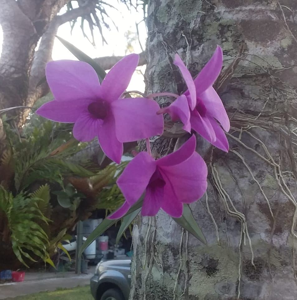 Cairns Then and Now... | **Cairns 'Cherry Ripe' Challenge | Spring ...
