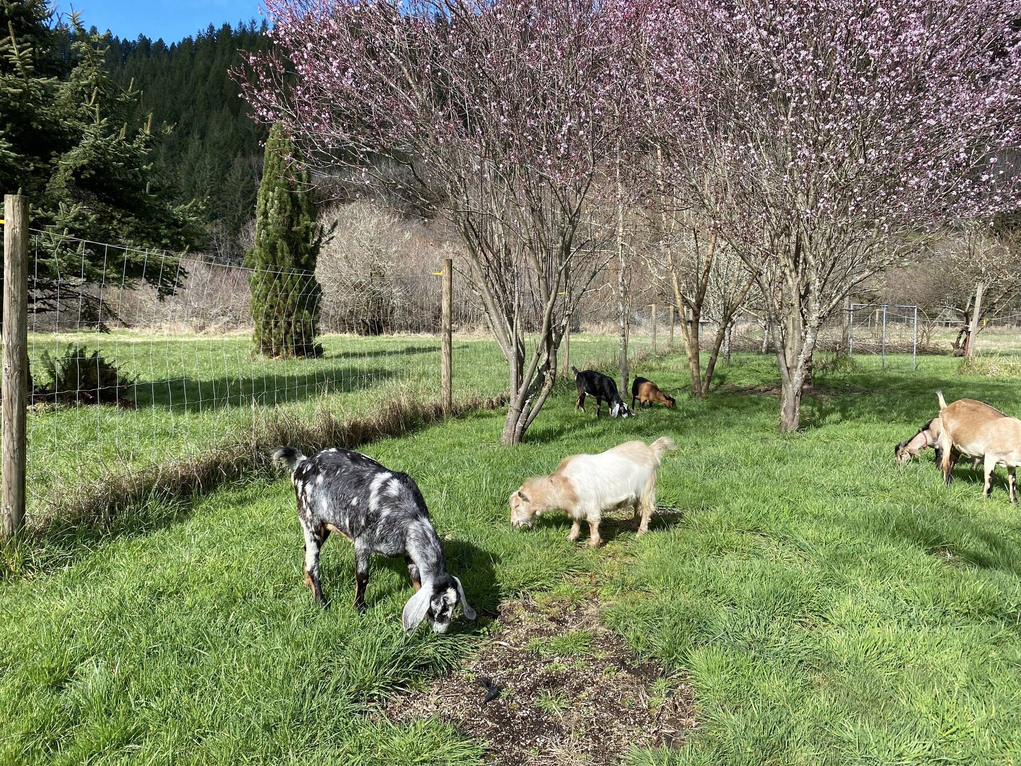 Sweet Creek Ranch | Mapleton OR