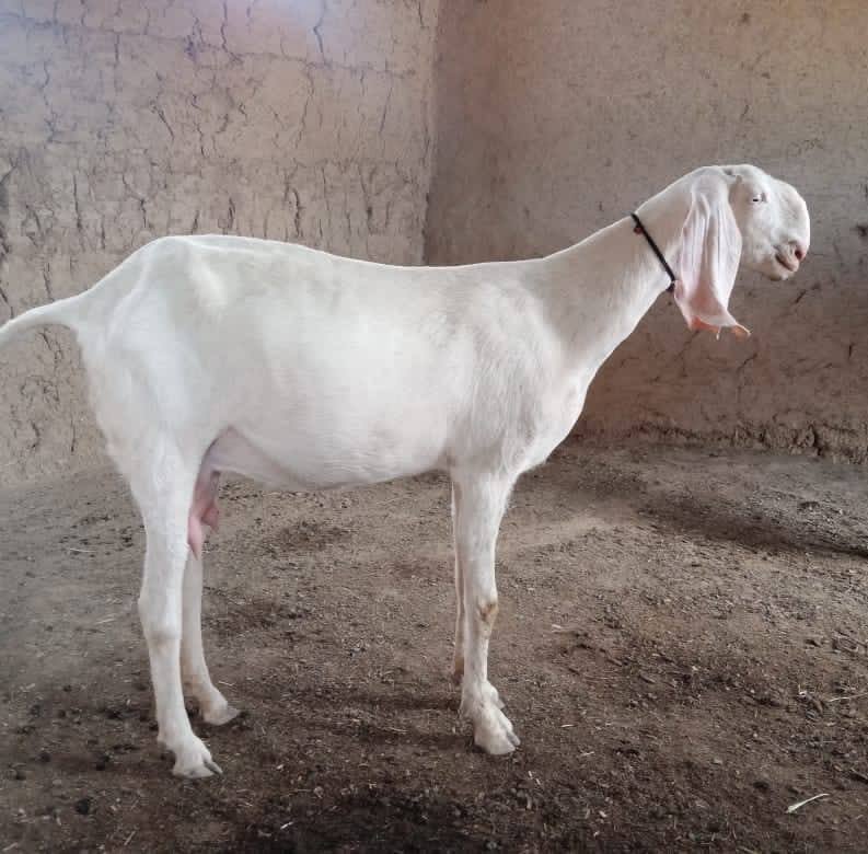 Ajmal Merani goat farming اجمل میرانی گوٹ فارمینگ