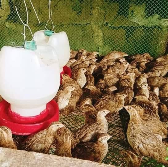 Bal's Pugo Farming | Nasugbu
