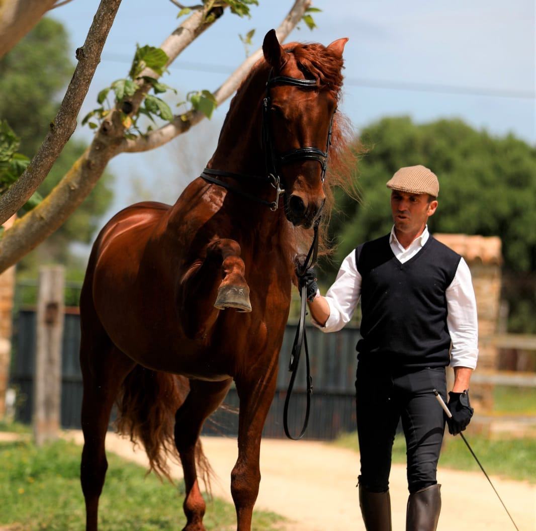 Abel Spanish Rider
