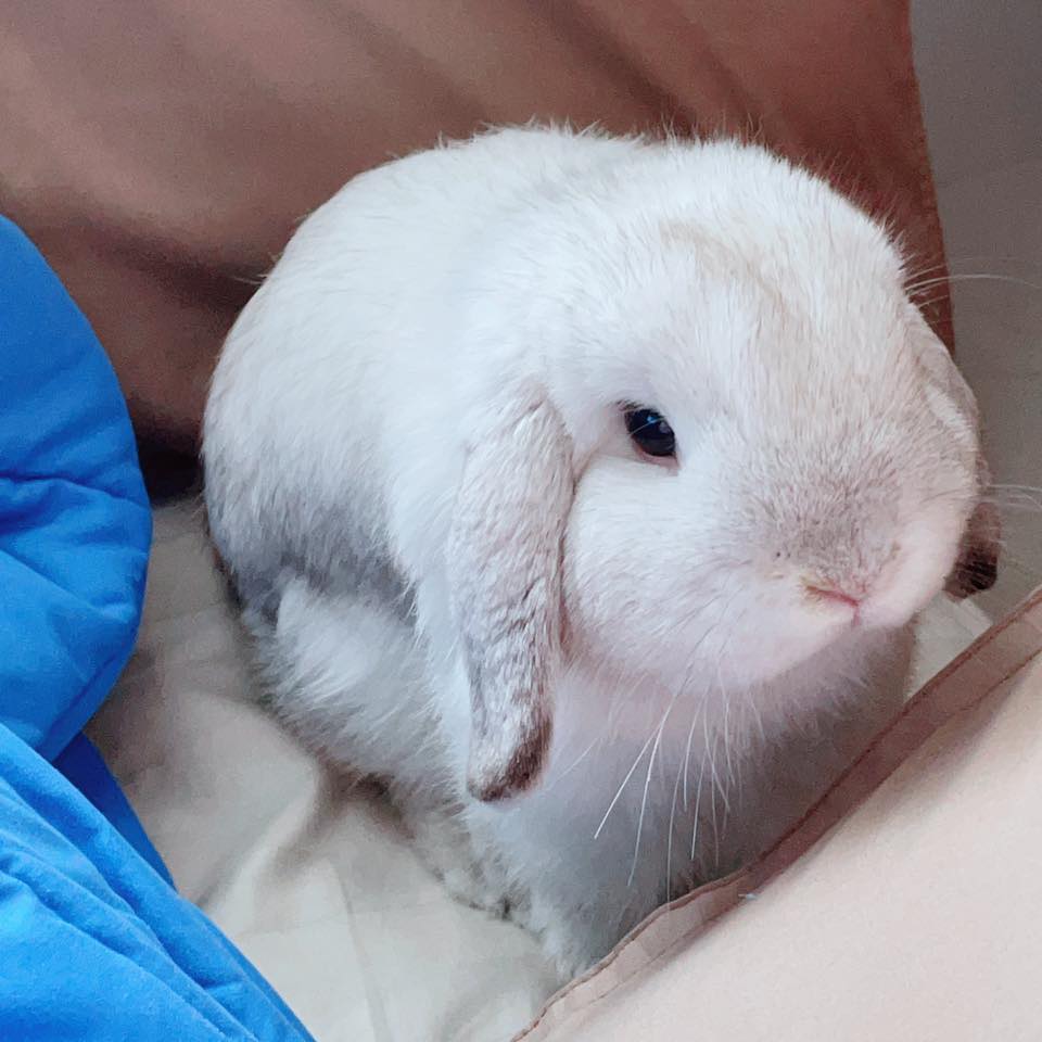 Fuji rabbit home | Bangkok