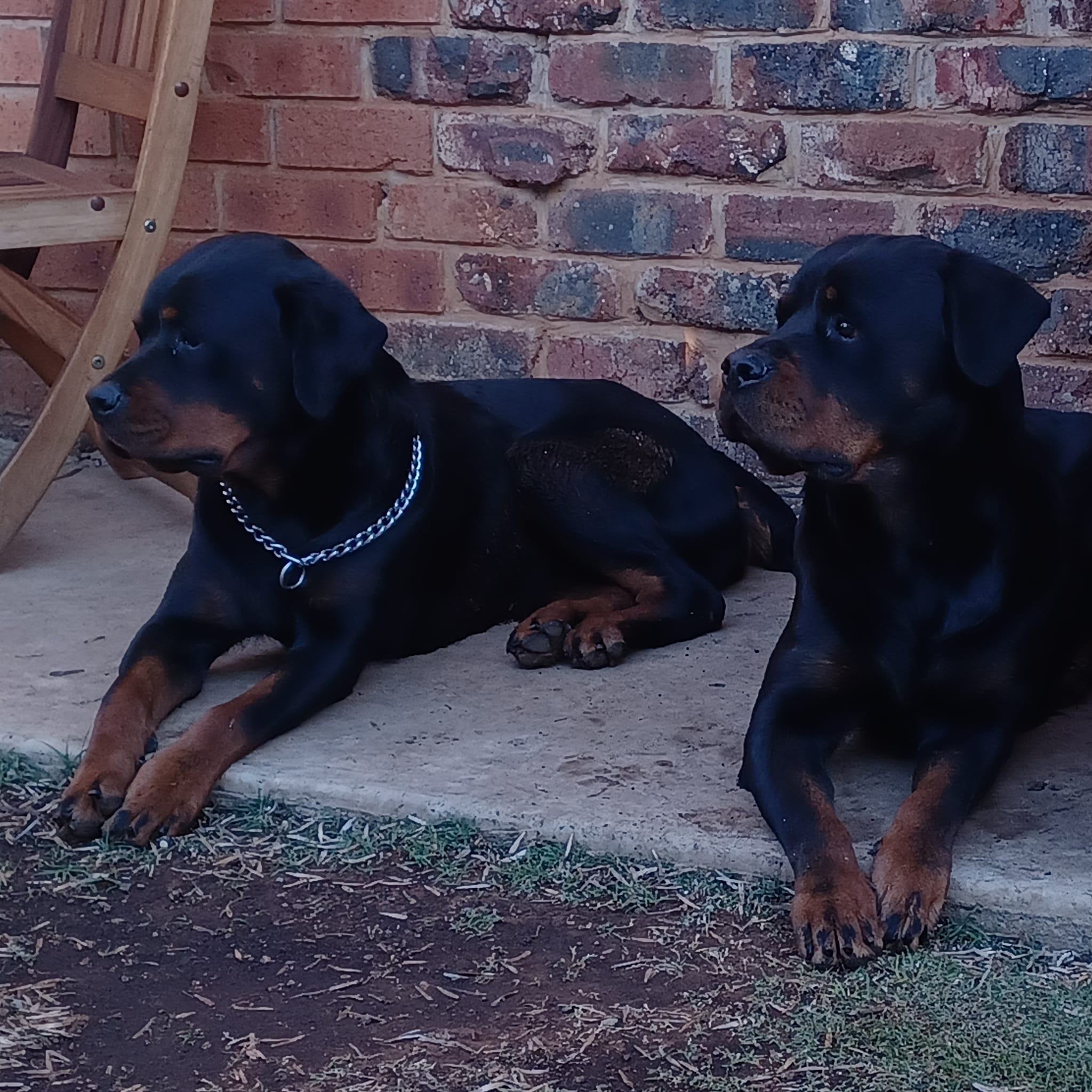 Emmetssillo Rottweilers | Bloemfontein