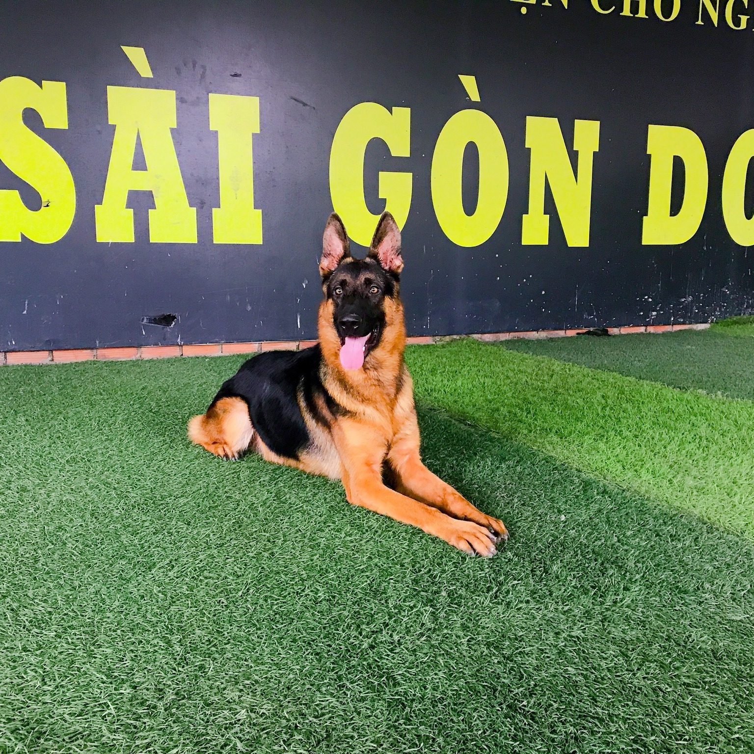Trung Tâm Huấn Luyện Chó Sài Gòn Dog | Thủ Đức