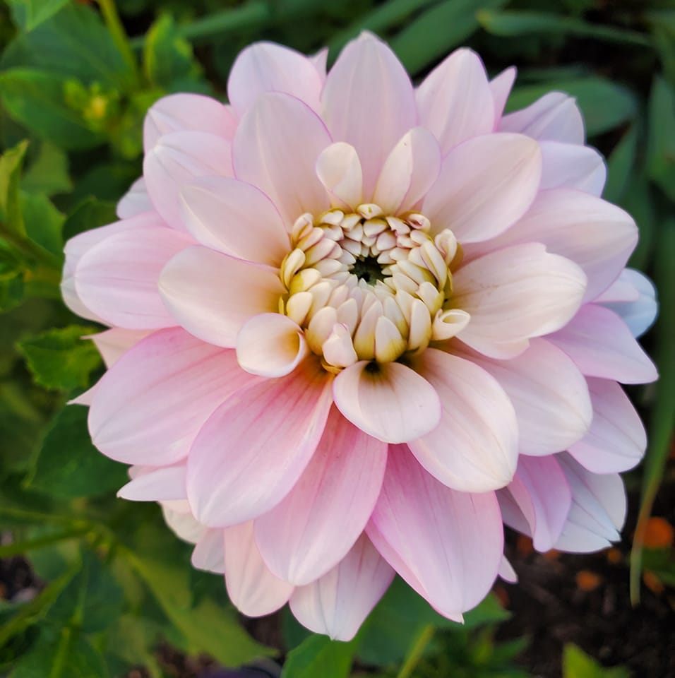 The National Dahlia Society.(UK) | Can anyone name this dahlia, and is ...