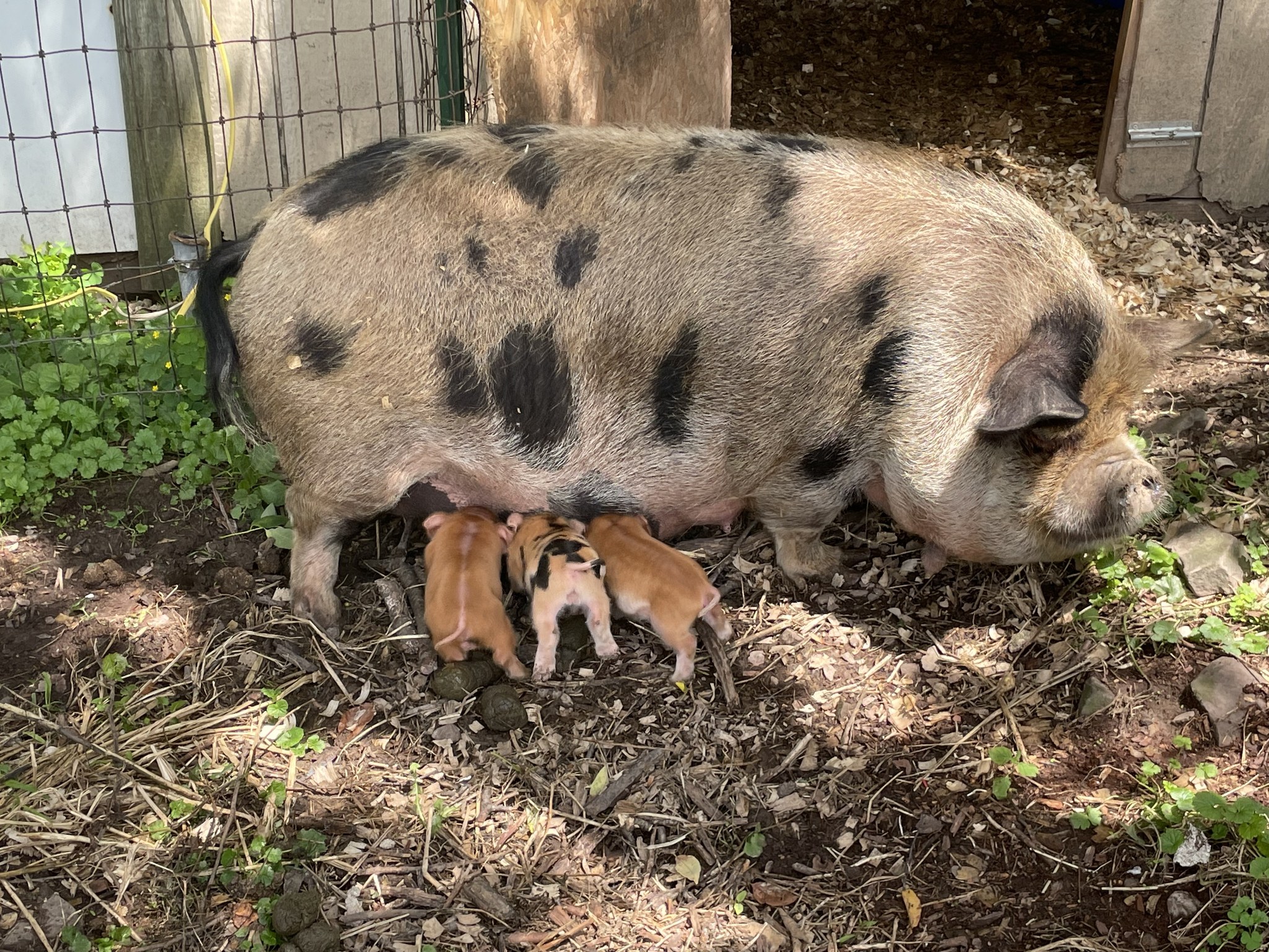 White Oak Farm | Meyersdale PA