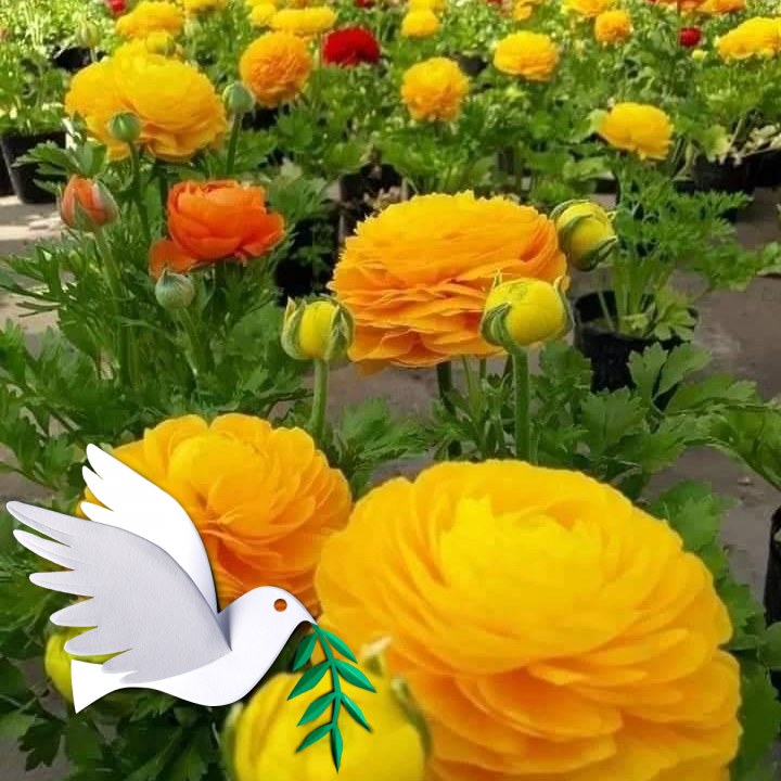 Rujina Rahaman Rose