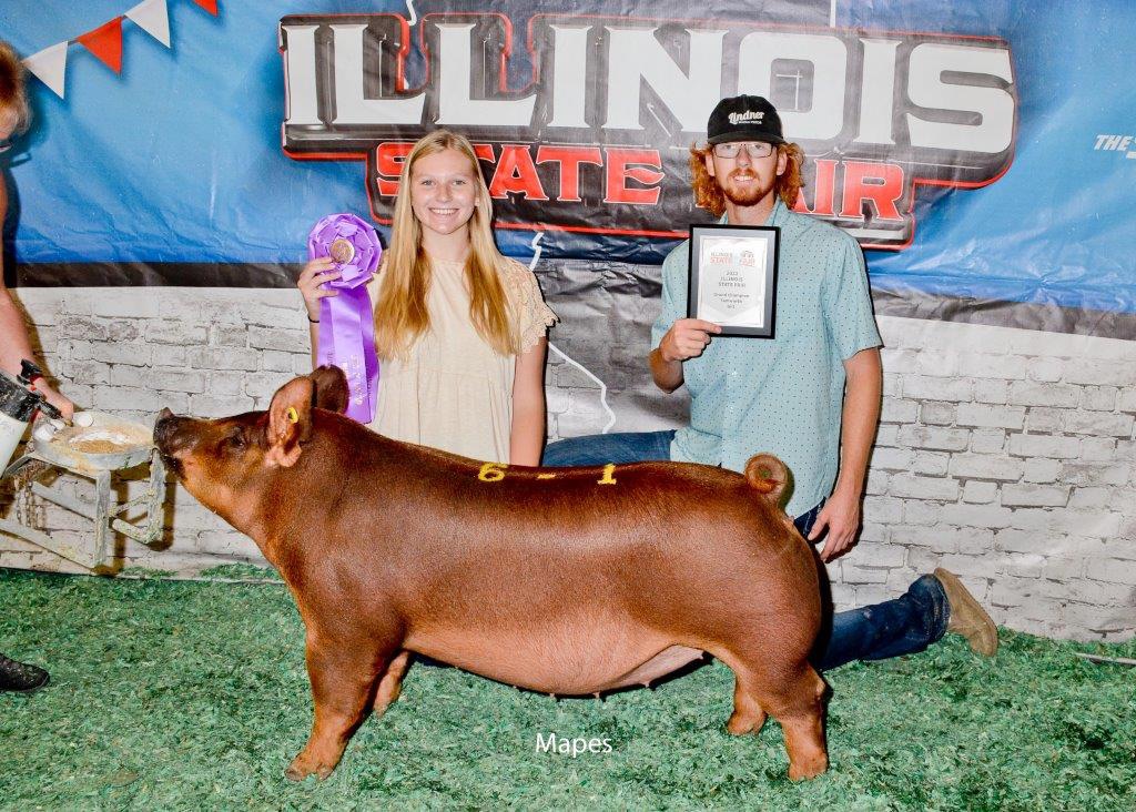 White Show Pigs | Jacksonville IL