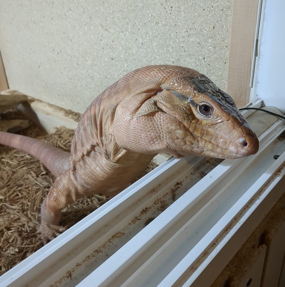 reptiles rescue | 🐢🦎🐍 REPTILES FREE FOR ADOPTION 🐍🦎🐢 | Facebook