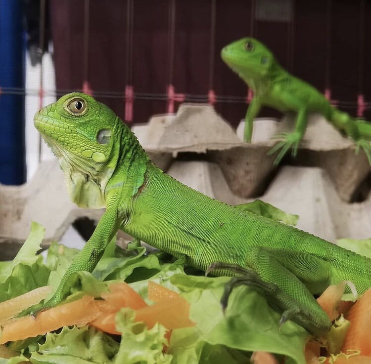 View of Iguana breeder | San Diego CA