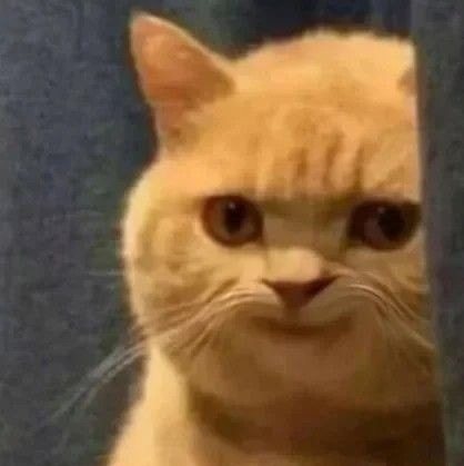 Tingkah Kucing