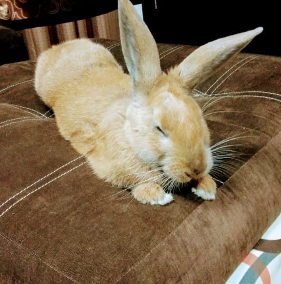 Hoping this won’t be her forever. Bunny | Baby Animals | Cute #bunnies ...