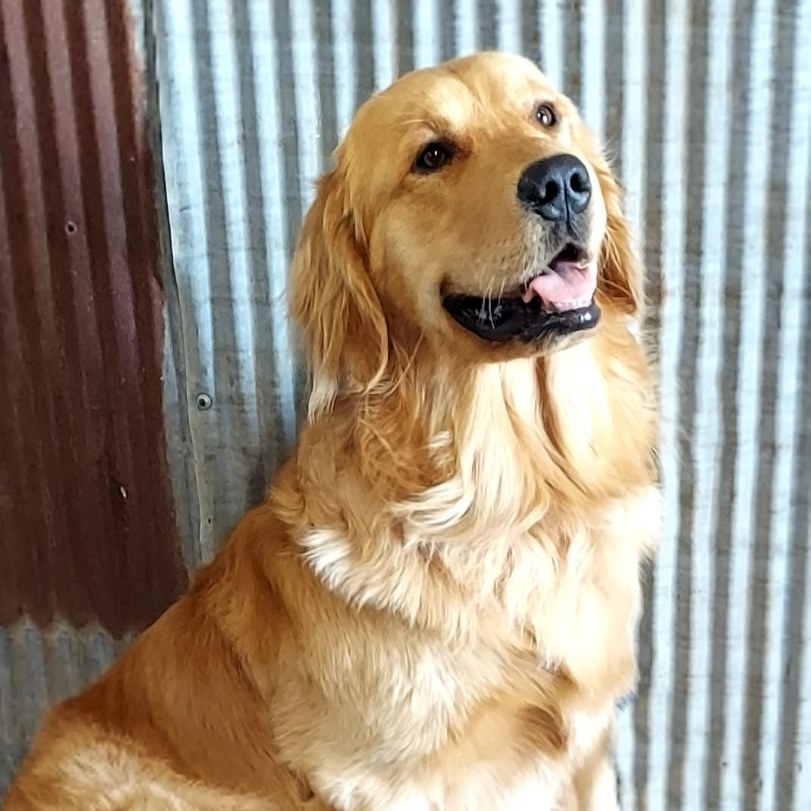 Rafter A Golden Retrievers | Norwich KS