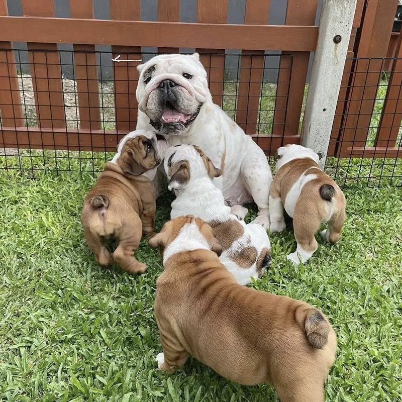 Darrell English bulldog breeders