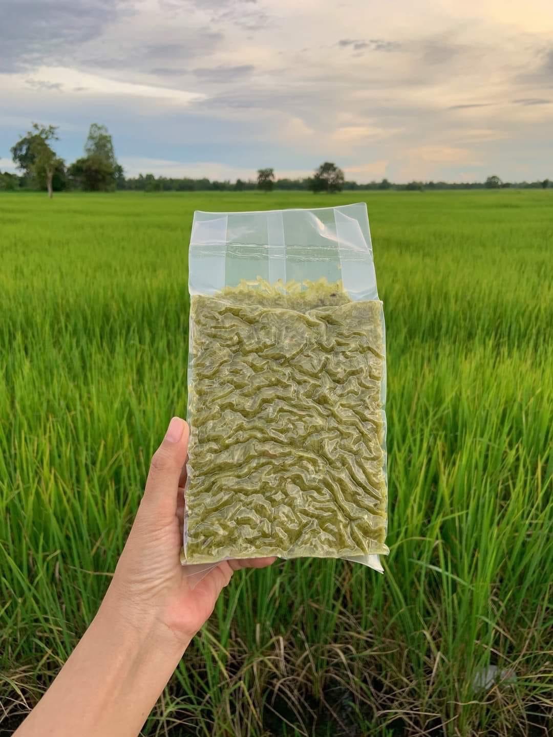 Green rice ข้าวเม่าสด อ.บ้านผือ ส่งตรงจากผู้ผลิต | Udon Thani