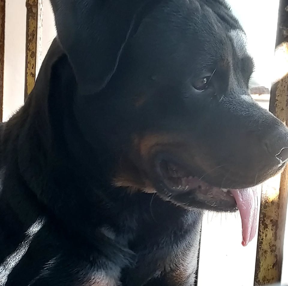 Haus of RK Rottweiler