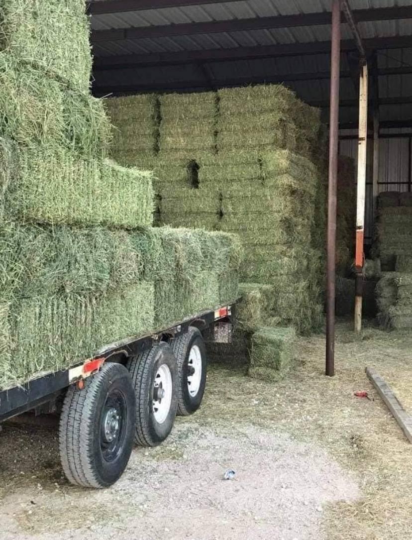 Illustration of Timothy Hay And Alfalfa Mix