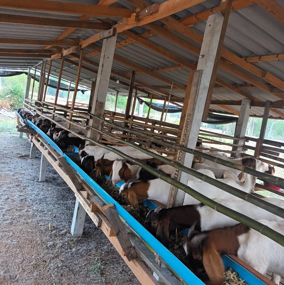 Hb.บุณณรินทร์ Daily Food and Farm. | Kui Buri